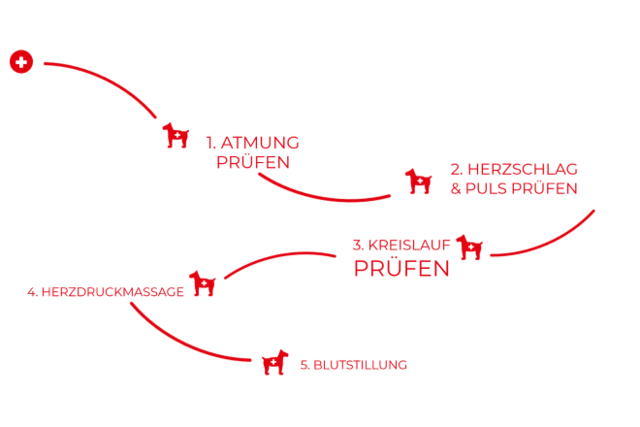 DRK Kursangebot: Erste Hilfe am Hund DRK Kursangebot: Erste Hilfe am Hund